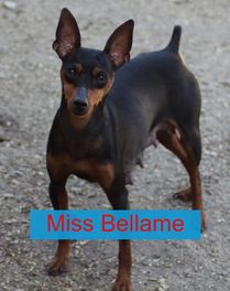 Miss Bellame